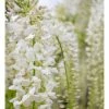 2-3ft White Wisteria Plant | 3L Pot | Wisteria sinensis alba