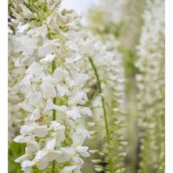 2-3ft White Wisteria Plant | 3L Pot | Wisteria sinensis alba