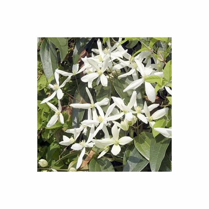 50-90cm Evergreen Clematis | 3L Pot | Clematis Armandii (C) (E) - Image 2