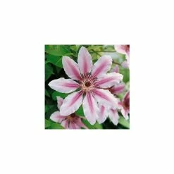 50-90cm Clematis 'Nelly Moser' - 3L Pot