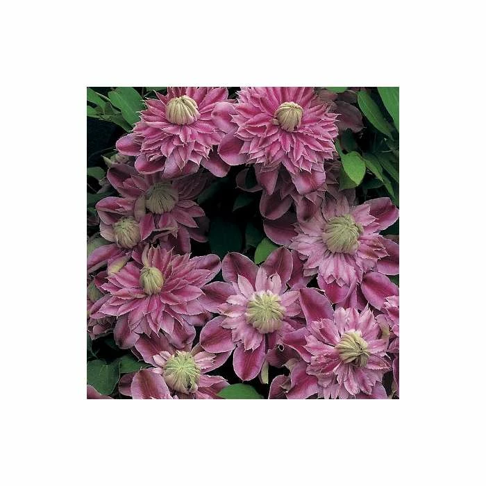 50-90cm Clematis 'Josephine' (Evijohill) - 3L Pot - Image 3