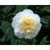 3ft Camellia 'Brushfield's Yellow' | 4L | Camellia japonica