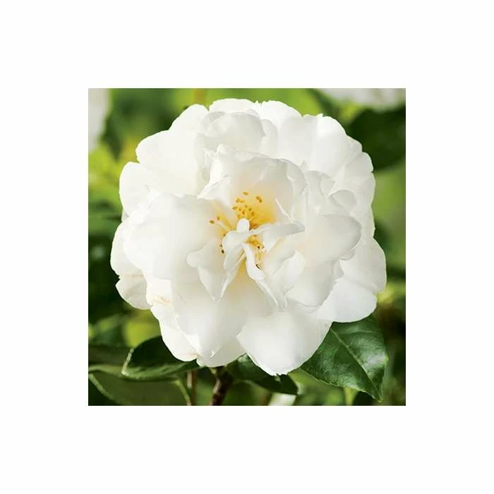 3ft Camellia 'Swan Lake' | 4L | Camellia japonica - Image 2