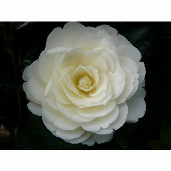 3ft Camellia 'Golden Anniversary' | 4L | Camellia japonica