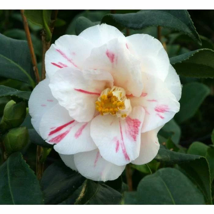 3ft Camellia 'Lady Vansittart' | 4L | Camellia japonica