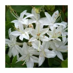 2ft Deciduous Azalea 'Viscosum' | 5L Pot