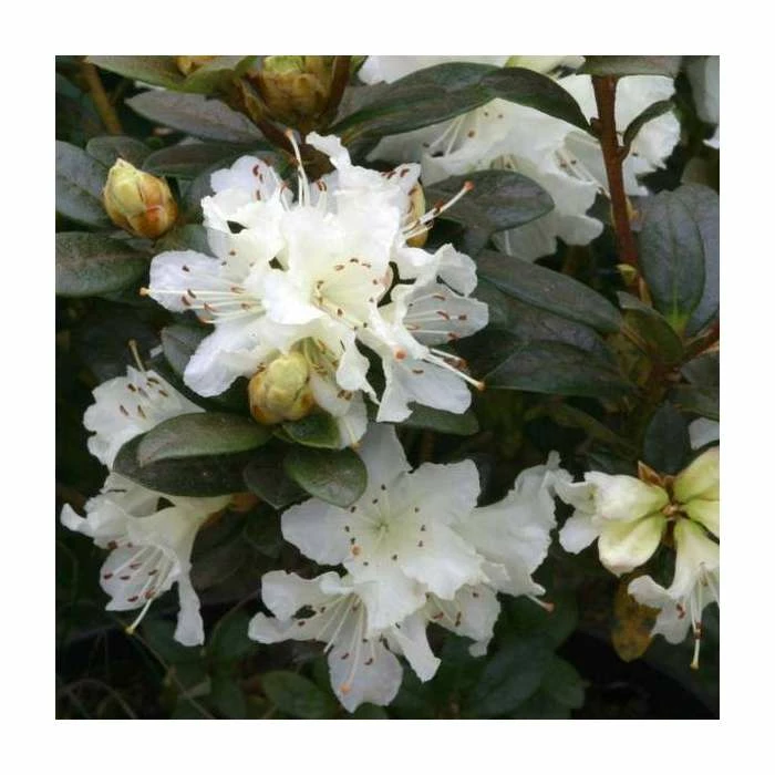 1ft Dwarf Rhododendron 'Cream Crest' | 3L Pot