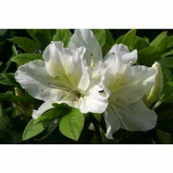 Rhododendron 'Mary Helen'