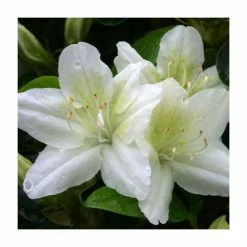 1ft Evergreen Azalea 'Snow White' |3L Pot | Azelea japonica