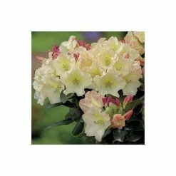 2ft Rhododendron 'Horizon Monarch' | 7.5L Pot | Rhododendron Hybrid