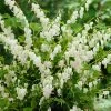 30cm Dicentra spectabilis 'Alba' | 3L Pot