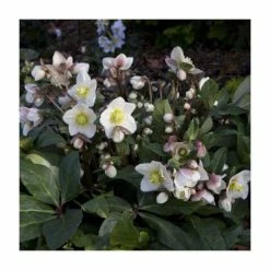 2ft Helleborus 'Snow Dance®' | 4.5L Pot | Helleborus Gold Collection®