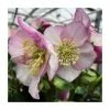 1ft Helleborus 'Liara' | 3L Pot | Helleborus Gold Collection®