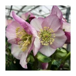 1ft Helleborus 'Liara' | 3L Pot | Helleborus Gold Collection®