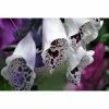 Digitalis Purpurea 'Dalmatian White' | Foxglove