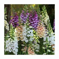 Digitalis purpurea 'Dalmation Mix' | 3 x 10.5cm Pots
