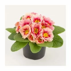 Primrose 'Sphinx F1 Peach Shades' | Primula vulgaris | 10.5cm Pot