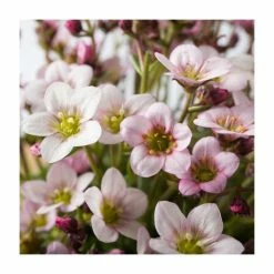 Saxifrage x arendsii Ice Colours 'Pearl White' | 10.5cm Pot