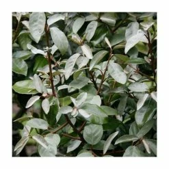 5x 20-50cm Elaeagnus Ebbingei | 9cm Pot