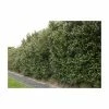 5X Escallonia White Hedging 20-50cm "Iveyi" - 9cm Pot