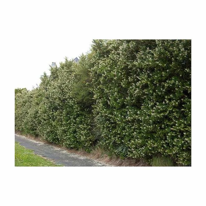 5X Escallonia White Hedging 20-50cm "Iveyi" - 9cm Pot