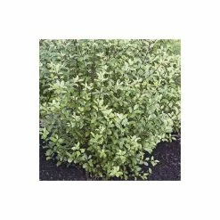 5X Pittosporum Tenuifolium Hedging 20-50cm - 9cm Pot