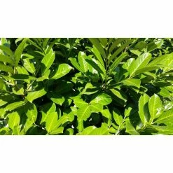 5X Cherry Laurel Hedging 20-50cm 'Prunus Laurocerasus Rotundifolia' - 9cm Pot