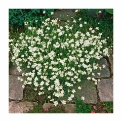 Dianthus deltoides 'Albus' | 2L Pot