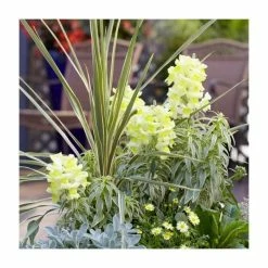 2ft Cordyline 'Torbay Dazzler' | 2 Litre Pot