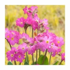 Primula rosea 'Grandiflora' | 10.5cm Pot