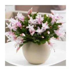 13cm Christmas Cactus | Schlumbergera 'Light Pink' | 13cm Pot