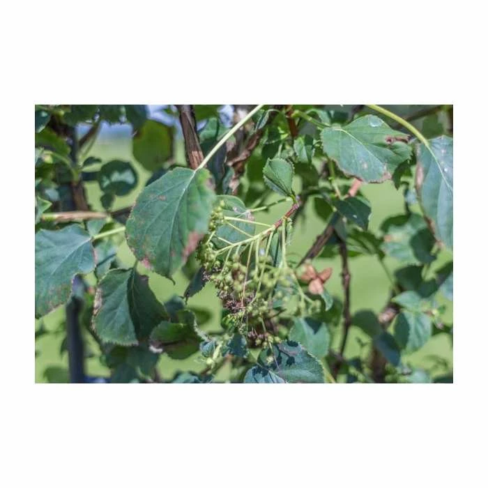 4ft Hydrangea Trellis | 18L Trough | Hydrangea petiolaris - Image 2