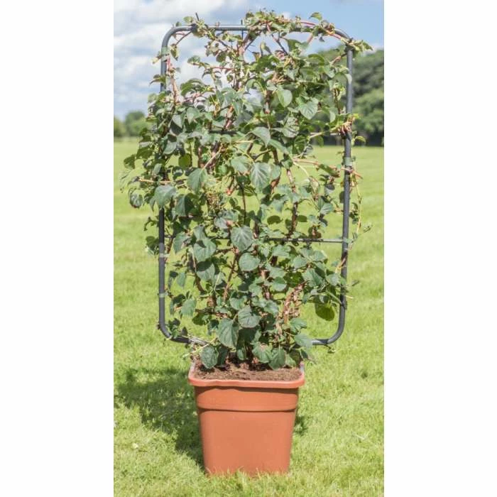 4ft Hydrangea Trellis | 18L Trough | Hydrangea petiolaris