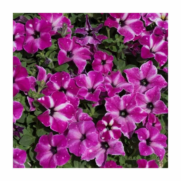 Petunia 'Circus Sky' | Pack Of 5 Plug Plants - Image 3