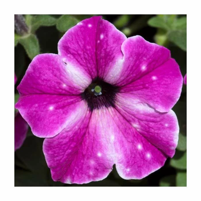 Petunia 'Circus Sky' | Pack Of 5 Plug Plants