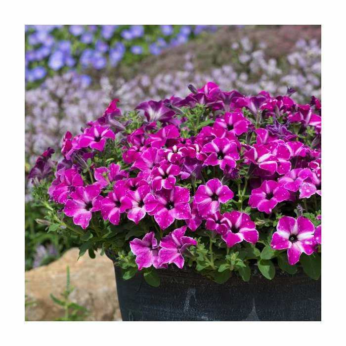 Petunia 'Circus Sky' | Pack Of 5 Plug Plants - Image 2