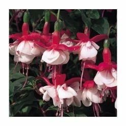 Fuchsia Hardy Bush 'Snowcap' | Bedding | 5 x Large Plugs