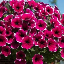 Petunia Cascadia™ 'Rim Cherry' | Bedding | 5 x Large Plugs
