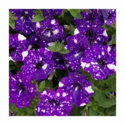 Petunia Sky 'Night Sky®' | Bedding | 5 x Large Plugs
