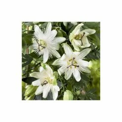 2-3ft White Passion Flower | 3L Pot | Passiflora 'Snow Queen'