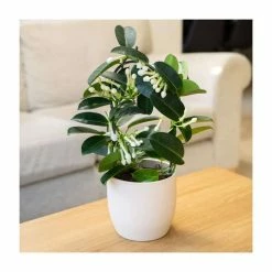 40-45cm Stephanotis Floribunda | Bow Plant | 12cm Pot