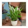 Peace Lily Plant | Spathiphyllum wallisii