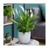 Peace Lily Collection By Plant Theory | 30-35cm Spathiphyllums | 3x 9cm Pots
