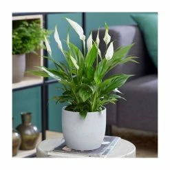 Peace Lily Collection By Plant Theory | 30-35cm Spathiphyllums | 3x 9cm Pots