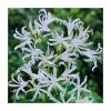 Nerine bowdenii 'Alba' | 3L Pot