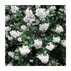 30cm White Escallonia 'Iveyi' | 9cm Pot