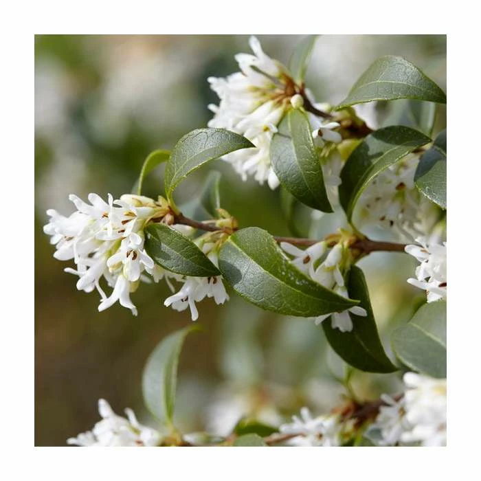 20cm Osmanthus burkwoodii | 9cm Pot