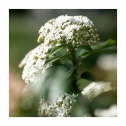 20cm Viburnum tinus | Laurustinus | 9cm Pot