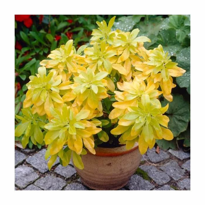 10 - 15cm Choisya ternata 'Sundance' | 9cm Pot - Image 2