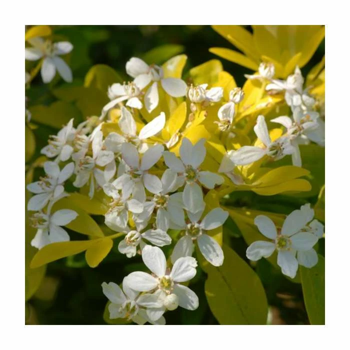 10 - 15cm Choisya ternata 'Sundance' | 9cm Pot